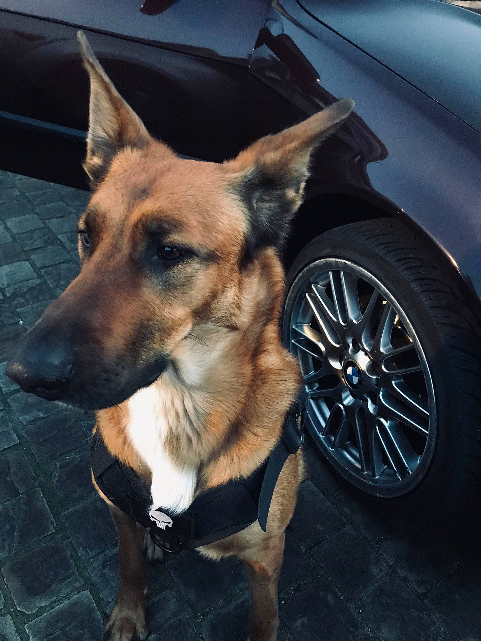 Max participe au concours pour gagner de l'argent avec cette photo : automotive_lighting, automotive_tire, carnivore, collar, companion_dog, dog, dog_breed, dog_collar, fawn, fender, herding_dog, hood, rim, snout, tire, tread, vehicle, wheel, window, working_animal
