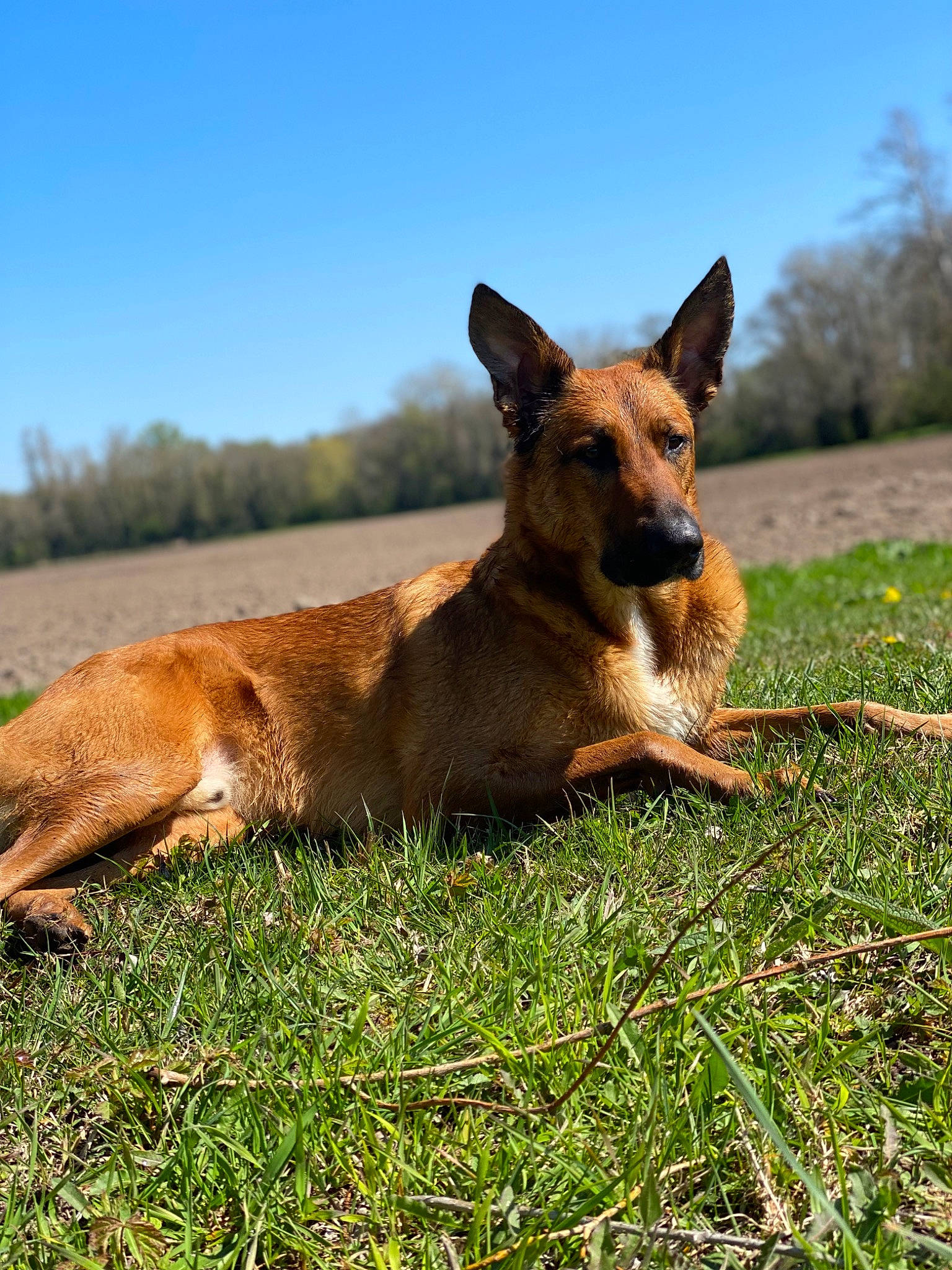 Max a rejoint le concours — aidez-le/la à gagner de superbes lots ! carnivore, companion_dog, dog, dog_breed, fawn, grass, grassland, herding_dog, hunting_dog, landscape, pasture, plant, sky, tail, terrestrial_animal, tree, wildlife, working_dog