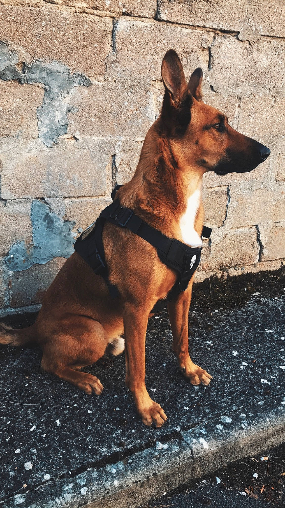 Max a rejoint le concours — aidez-le/la à gagner de superbes lots ! carnivore, collar, companion_dog, dog, dog_breed, dog_supply, fawn, foot, hunting_dog, paw, road_surface, shadow, snout, sporting_group, tail, terrestrial_animal, working_animal, working_dog