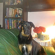 Néo participe au concours pour gagner de l'argent avec cette photo : dog, black_dog, tan_markings, pet, couch, green_couch, sitting, living_room, bookshelf, books, lamp, vase, flowers, wooden_furniture, decorative_boxes, indoor, portrait, fur, attentive, flash_reflection