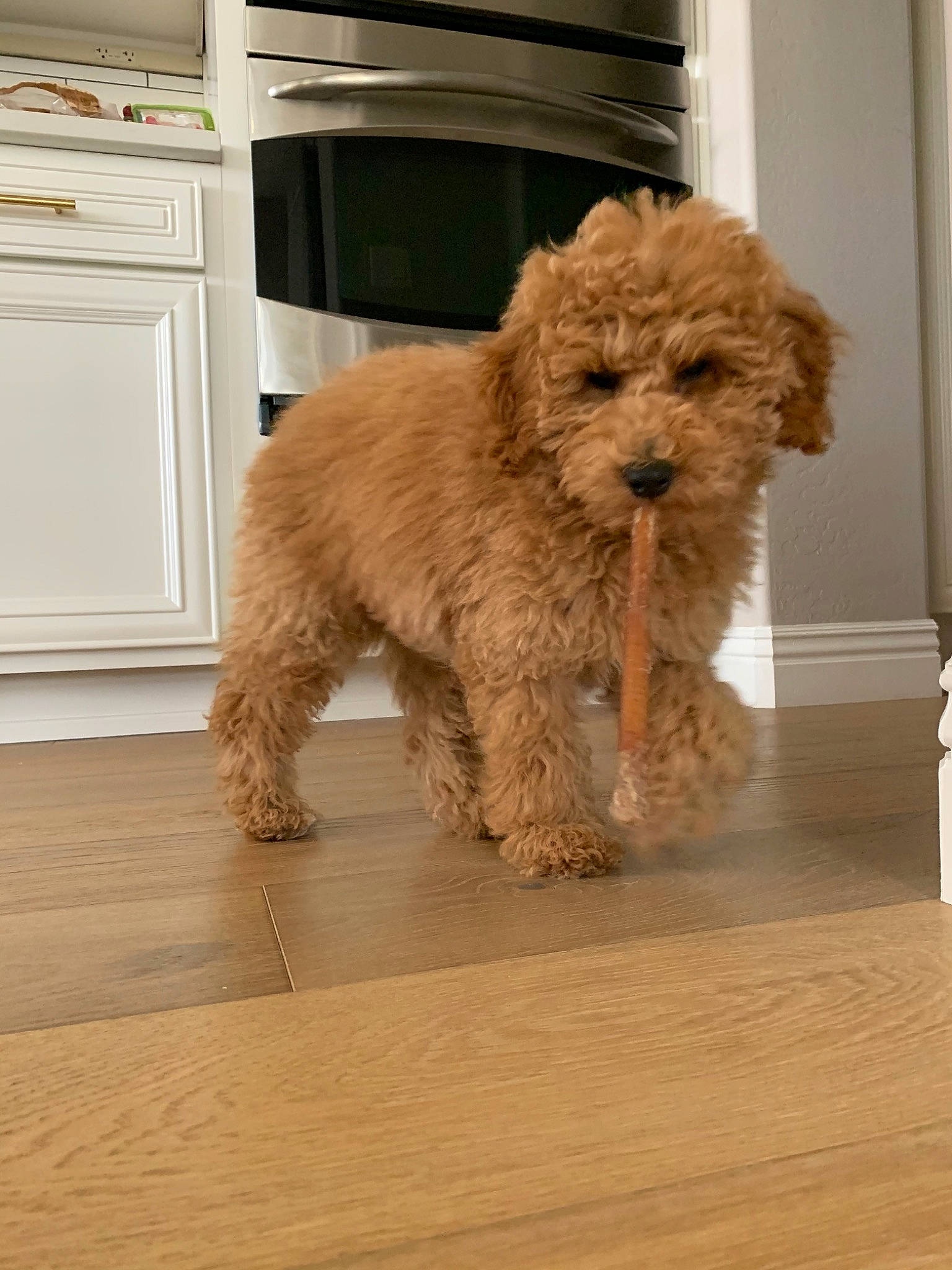 Hopper joined the competition — help win amazing prizes! canidae, carnivore, cavapoo, cockapoo, companion_dog, dog, dog_breed, dutch_smoushond, goldendoodle, irish_soft_coated_wheaten_terrier, maltepoo, mammal, miniature_poodle, poodle, poodle_crossbreed, schnoodle, sporting_group, terrier, toy_poodle, vertebrate