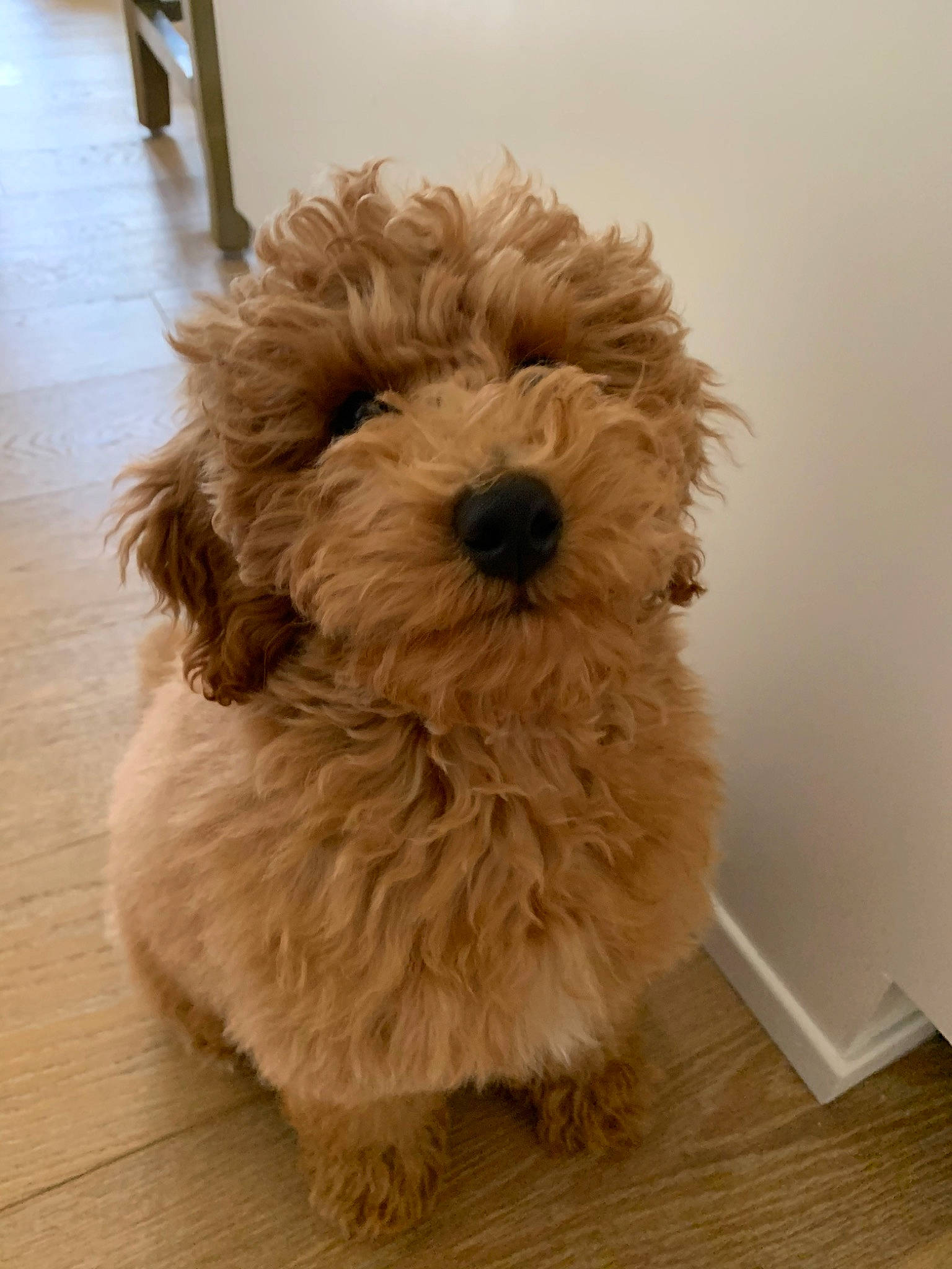 Hopper is registered to the contest to win money with this photo: canidae, carnivore, cavapoo, cockapoo, companion_dog, dog, dog_breed, goldendoodle, havanese, labradoodle, maltepoo, mammal, miniature_poodle, poodle, poodle_crossbreed, puppy, schnoodle, snout, toy_poodle, vertebrate