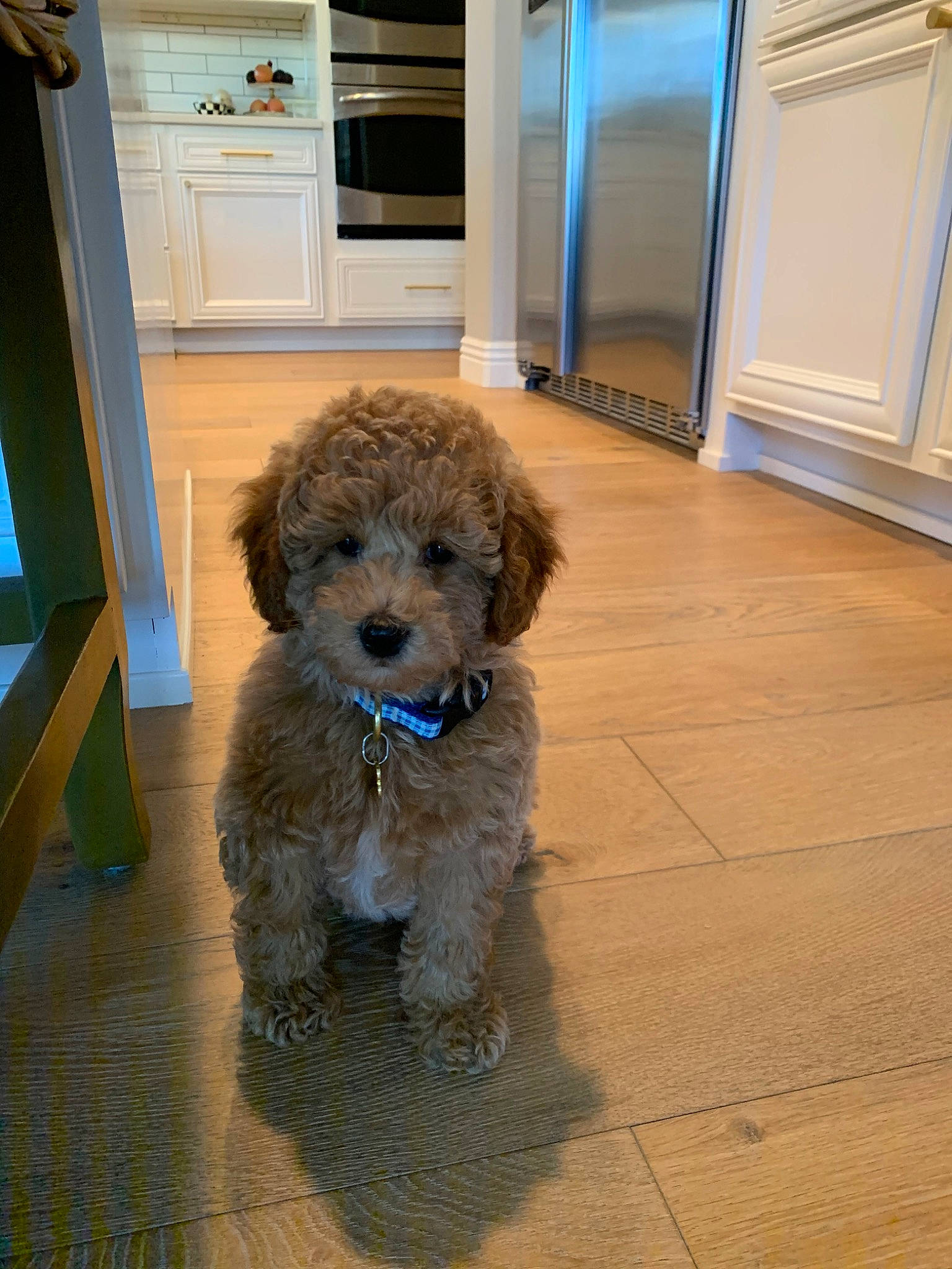 Hopper joined the competition — help win amazing prizes! bolonka, canidae, carnivore, cockapoo, companion_dog, dog, dog_breed, goldendoodle, havanese, maltepoo, mammal, miniature_poodle, poodle_crossbreed, schnoodle, spanish_water_dog, sporting_group, sporting_lucas_terrier, terrier, toy_poodle, vertebrate