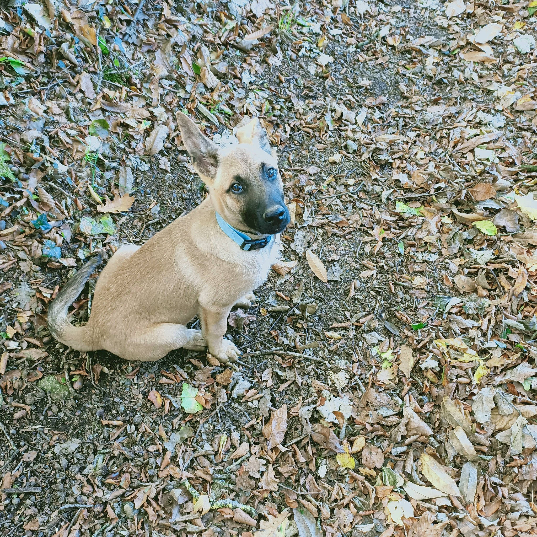 Junior a rejoint le concours — aidez-le/la à gagner de superbes lots ! canidae, carnivore, collar, companion_dog, dog, dog_breed, dog_collar, dog_supply, electric_blue, fawn, fur, pet_supply, shadow, snout, soil, sporting_group, tail, terrestrial_animal, toy_dog, working_animal