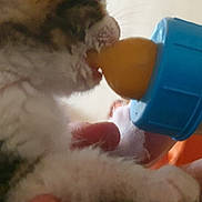 Abricotine a rejoint le concours — aidez-le/la à gagner de superbes lots ! animal, blurry, bottle, close_up, cozy, cute, feeding, fur, hand, human_hand, indoor, kitten, kitten_face, milk, mouth, newborn, nipple, paw, pet, whiskers