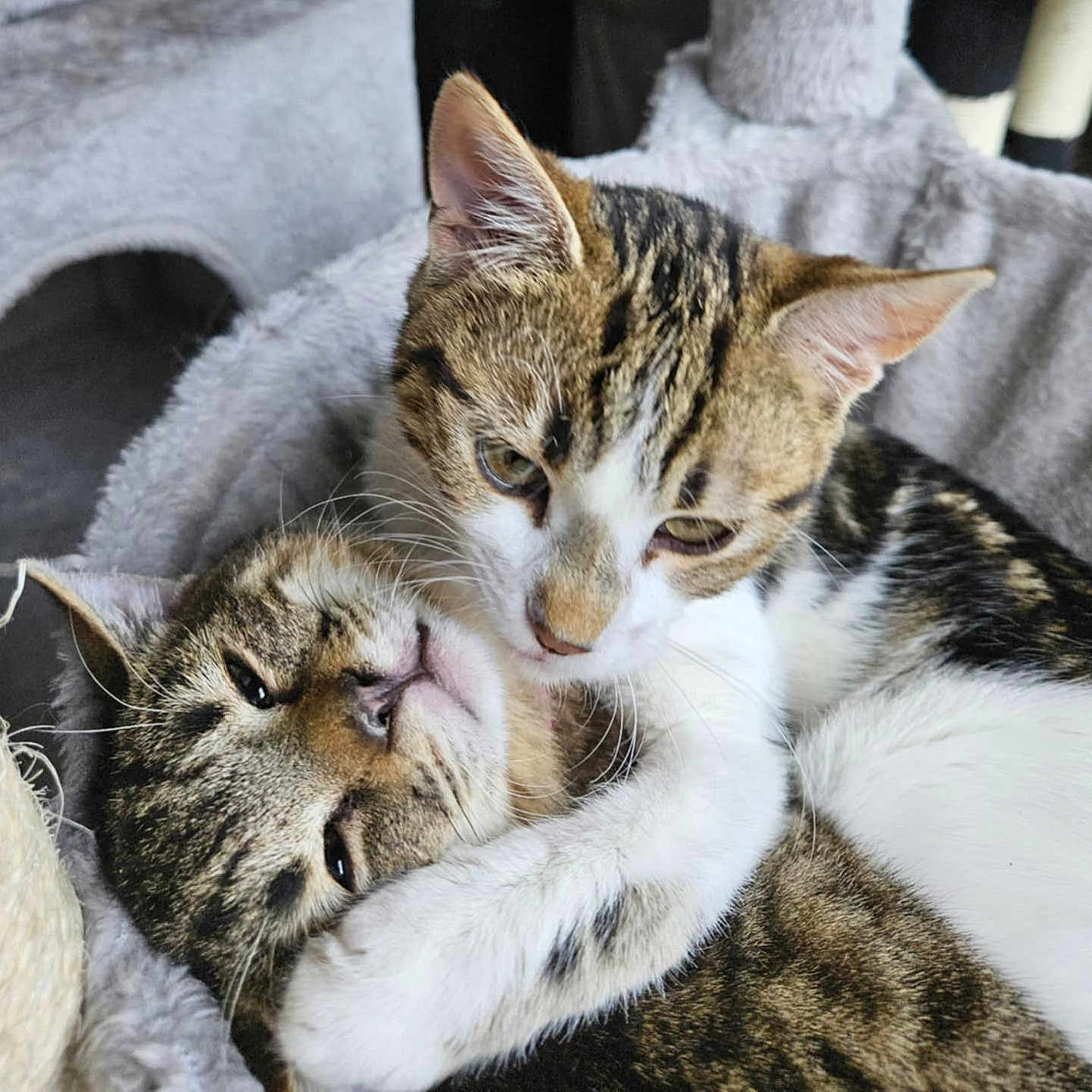 Abricotine participe au concours pour gagner de l'argent avec cette photo : affection, bed, blanket, cat, cat_tree, cats, closeup, cozy, cuddling, ears, feline, fur, hugging, indoor, kitten, pet, sleepy, striped, tabby_cat, whiskers