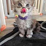 Aismée participe au concours pour gagner de l'argent avec cette photo : baby_gate, big_eyes, blanket, cat, close_up, curious, cute, floor, food_smear, fur, indoor, kitten, paws, pet, playpen, portrait, purple_collar, sitting, tongue_out, whiskers