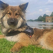 Pollux a rejoint le concours — aidez-le/la à gagner de superbes lots ! animal, building, canine, clouds, dog, fur, grass, greenery, harness, landscape, nature, outdoor, peaceful, pet, relaxing, river, sky, sunlight, trees, water