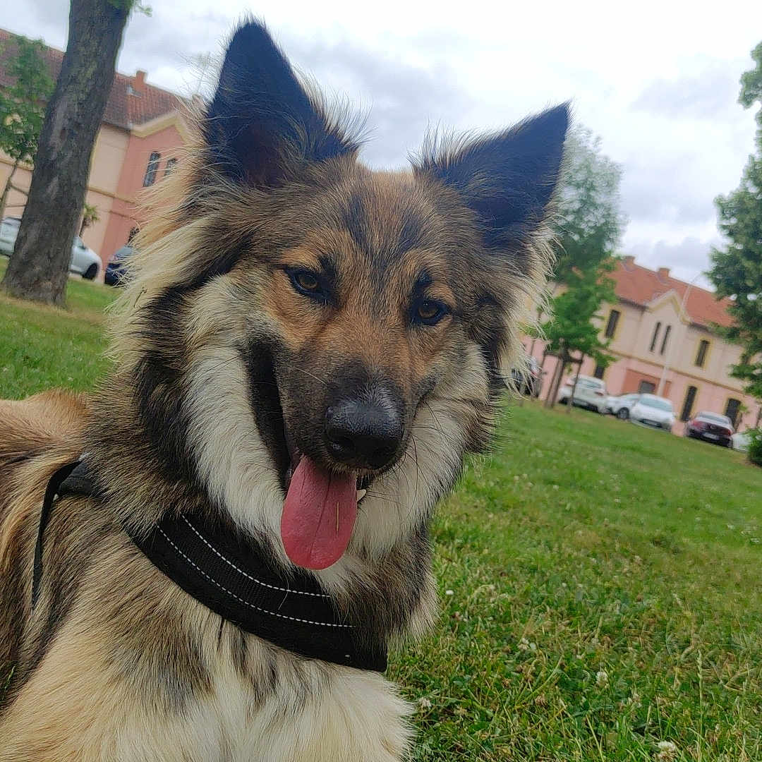 Pollux