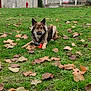 Pollux a rejoint le concours — aidez-le/la à gagner de superbes lots ! autumn, building, canine, daytime, dog, fence, fur, grass, leaves, nature, outdoor, pet, playing, resting, rural, sky, stop_sign, toy, tree, village