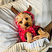 Gigi is registered to the contest to win money with this photo: dog, puppy, red_hoodie, antlers, blanket, bed, cozy, cute, pet, fur, small_dog, indoors, warm, resting, animal, snuggled, sleepy, white_bedding, polka_dots, holiday_costume