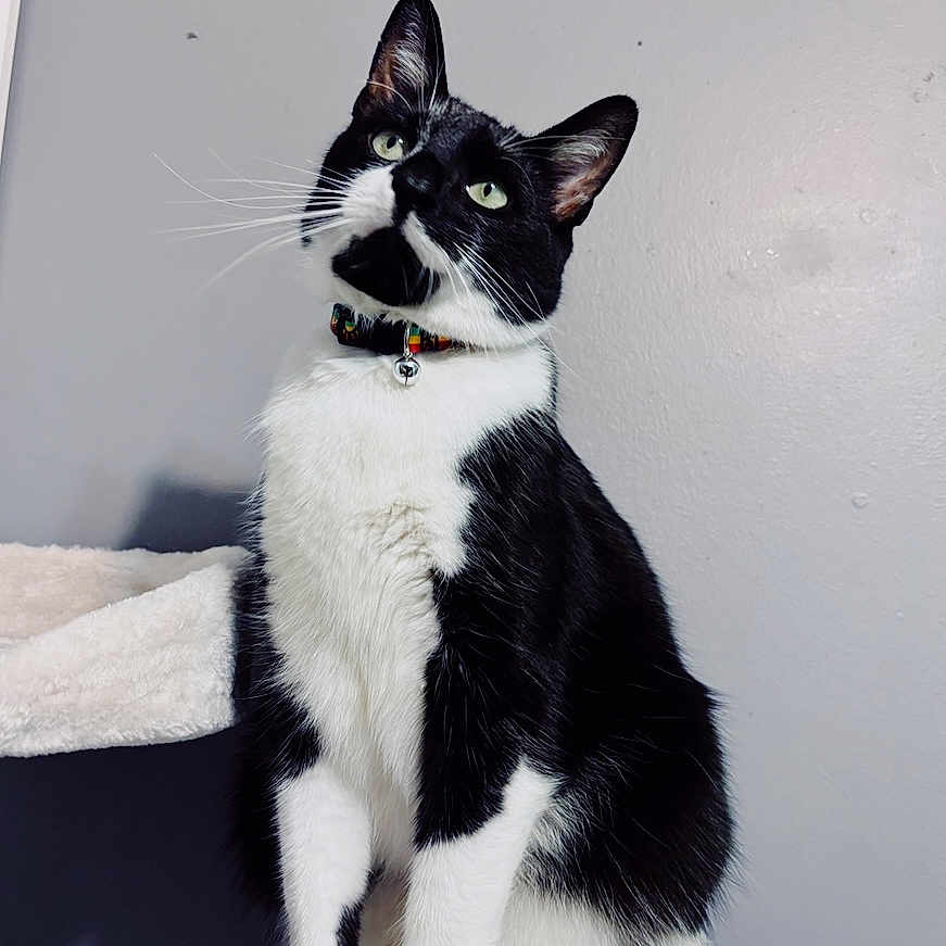 Poe joined the competition — help win amazing prizes! abyssinian, accessories, angora, animal, blackcat, bodypart, cat, collar, egyptiancat, formalwear, kitten, leash, manx, mouth, person, pet, siamese, strap, tie, white