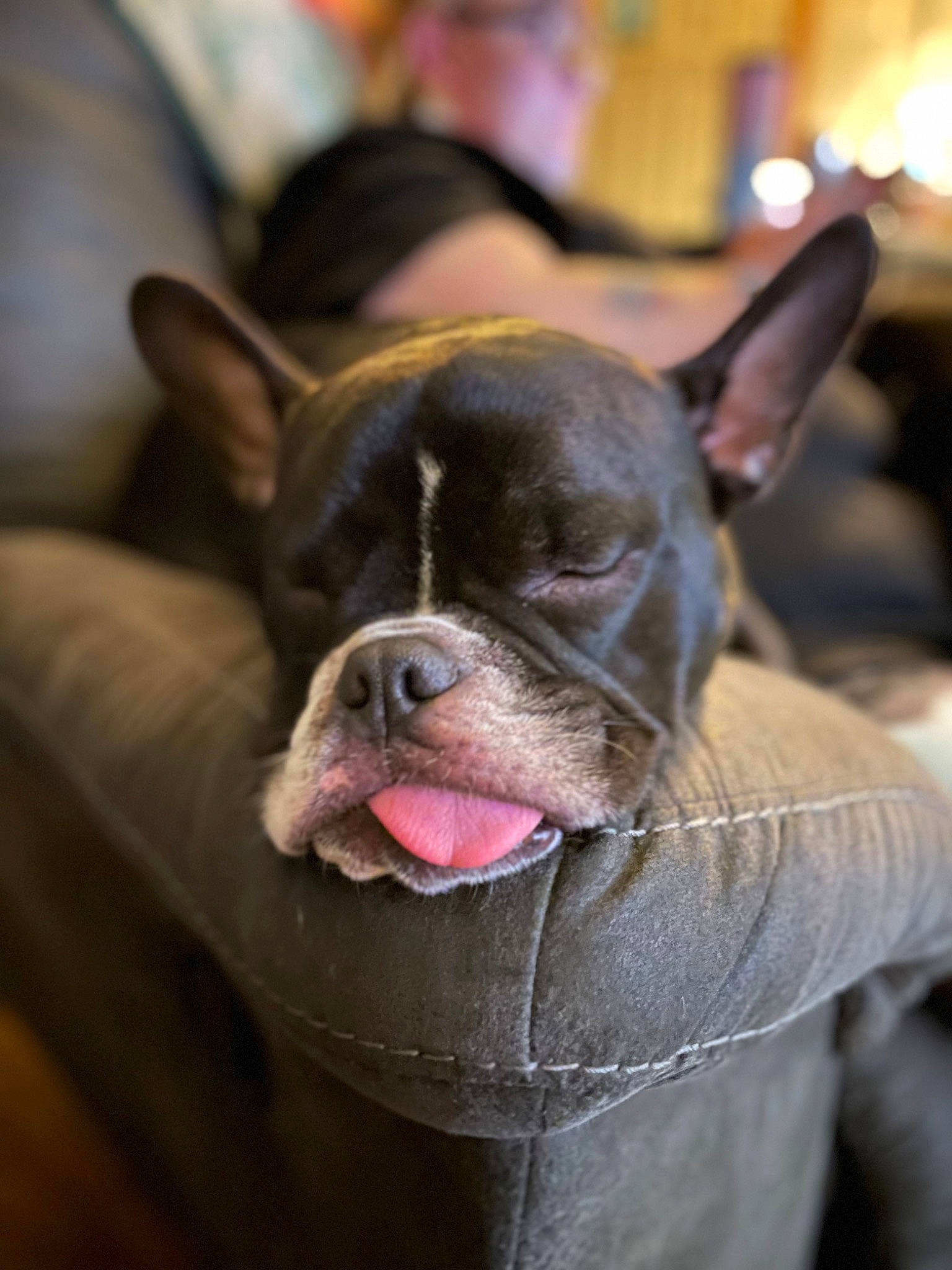 Floki joined the competition — help win amazing prizes! bulldog, canidae, carnivore, close_up, collar, companion_dog, dog, dog_breed, dog_collar, ear, eye, fawn, french_bulldog, molosser, snout, sporting_group, toy_dog, whiskers, working_animal, wrinkle