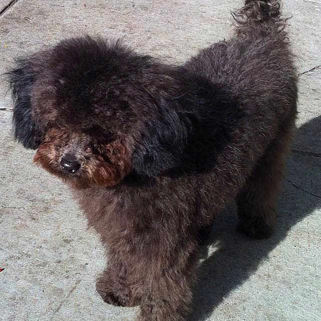 Rocco is registered to the contest to win money with this photo: