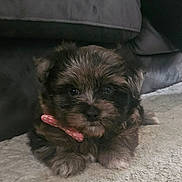 Dolly is registered to the contest to win money with this photo: puppy, dog, pet, cute, fluffy, collar, carpet, indoor, small, young, animal, lying_down, brown, black, fur, adorable, domestic, canine, face, ears