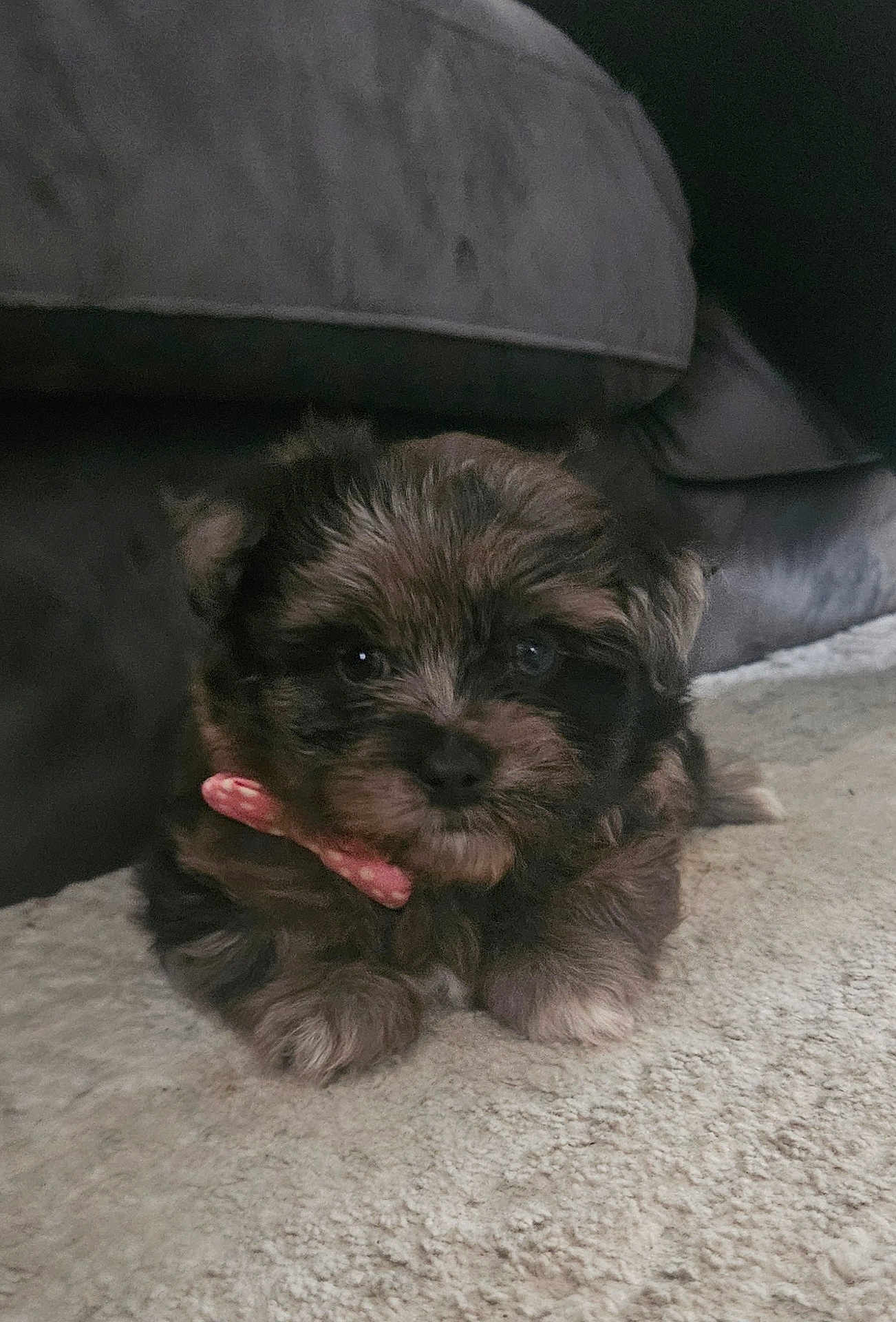 Dolly is registered to the contest to win money with this photo: puppy, dog, pet, cute, fluffy, collar, carpet, indoor, small, young, animal, lying_down, brown, black, fur, adorable, domestic, canine, face, ears