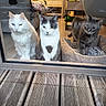 cat, indoor, glass_door, pet_bed, wooden_floor, white_cat, gray_cat, tabby_cat, furniture, curious, reflection, cozy, animal, pet, household, three_animals, looking_outside, floor, window, domestic