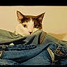 cat, denim, jeans, clothing, indoor, curious, pet, feline, heart, love, pile, cozy, cute, animal, portrait, white_wall, casual, resting, domestic, soft_lighting
