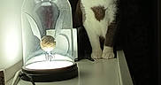 Shaki a rejoint le concours — aidez-le/la à gagner de superbes lots ! cat, lamp, glass_dome, golden_wings, heart_patch, white_surface, cord, dark_background, curious_cat, indoor, pet, animal, feline, lighting, shadow, decor, table, white_wall, closeup, still_life