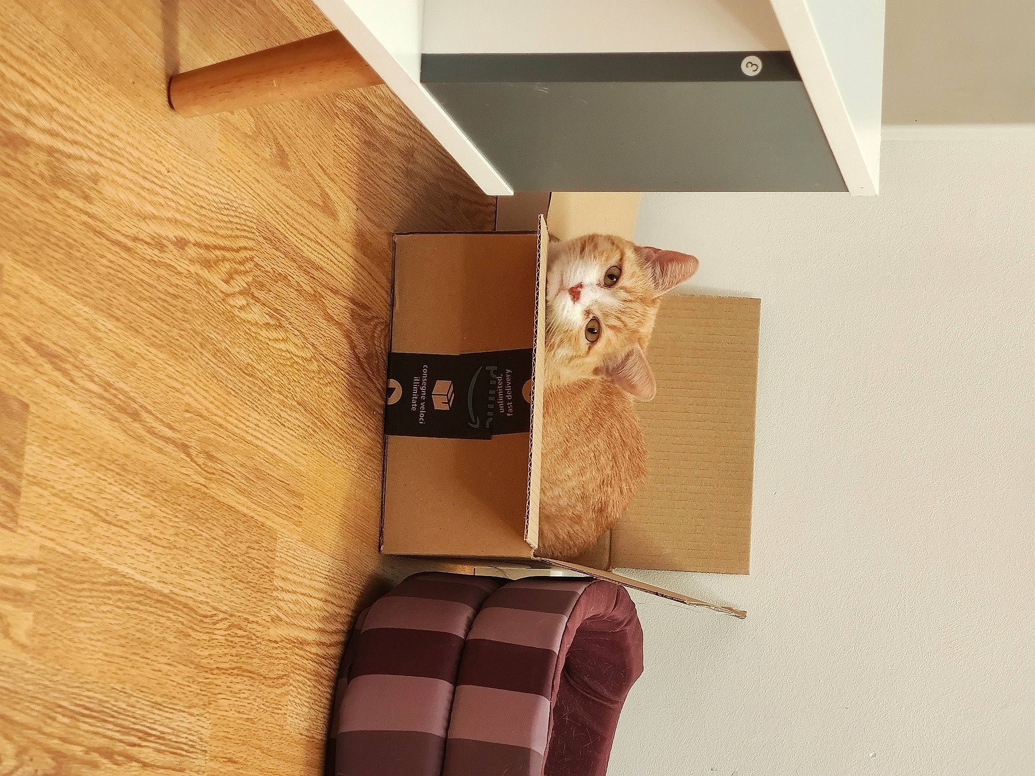 Sultana a rejoint le concours — aidez-le/la à gagner de superbes lots ! beige, box, cardboard, carnivore, carton, cat, chair, fawn, felidae, hardwood, material_property, packaging_and_labeling, packing_materials, shelf, shelving, small_to_medium_sized_cats, stairs, tints_and_shades, whiskers, wood
