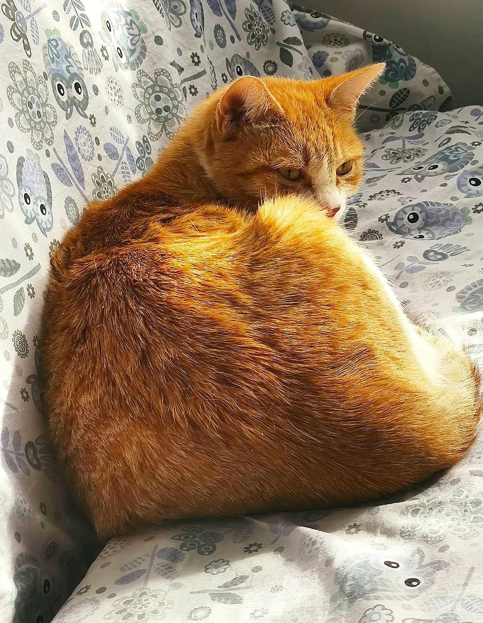 Sultana participe au concours pour gagner de l'argent avec cette photo : canidae, carnivore, cat, cat_supply, claw, comfort, domestic_short_haired_cat, fawn, felidae, fur, linens, nap, paw, small_to_medium_sized_cats, snout, tail, terrestrial_animal, whiskers, wildlife, wood