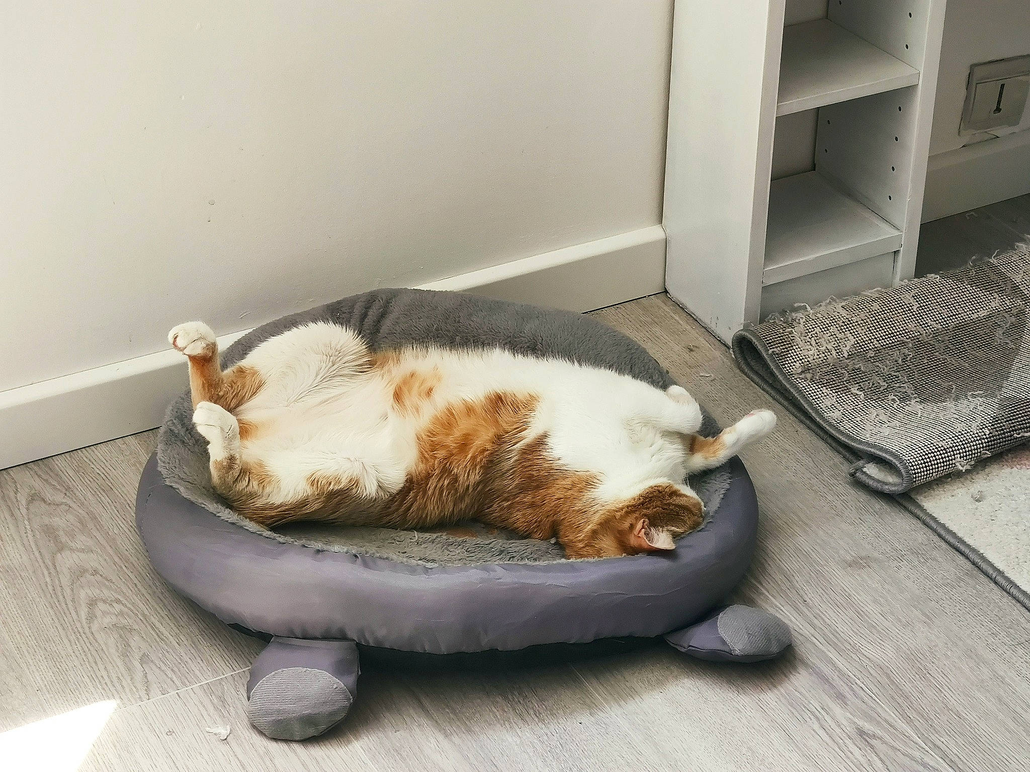 Sultana participe au concours pour gagner de l'argent avec cette photo : cabinetry, carnivore, cat, cat_supply, comfort, companion_dog, domestic_short_haired_cat, felidae, floor, flooring, fur, hardwood, mat, pet_supply, plumbing_fixture, small_to_medium_sized_cats, table, tail, whiskers, wood