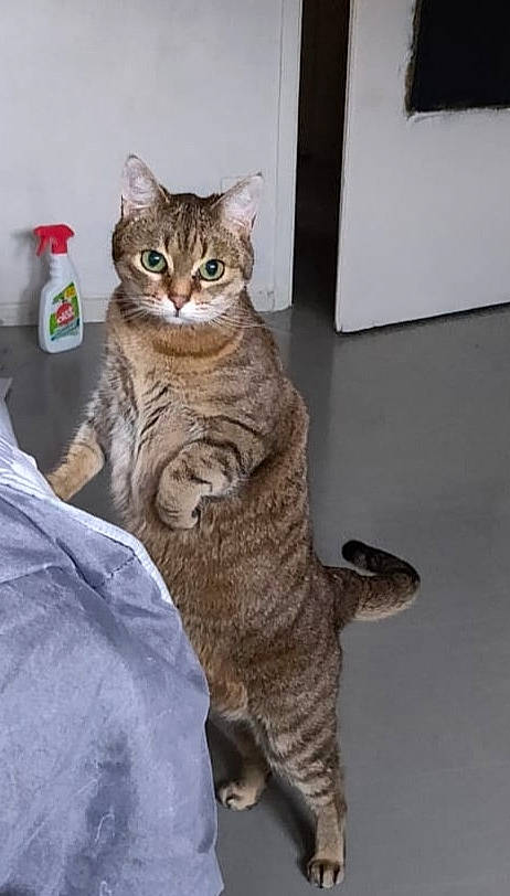 Sue Ellen participe au concours pour gagner de l'argent avec cette photo : art, carnivore, cat, comfort, domestic_short_haired_cat, felidae, flooring, fur, paw, sitting, small_to_medium_sized_cats, snout, tail, terrestrial_animal, whiskers, window