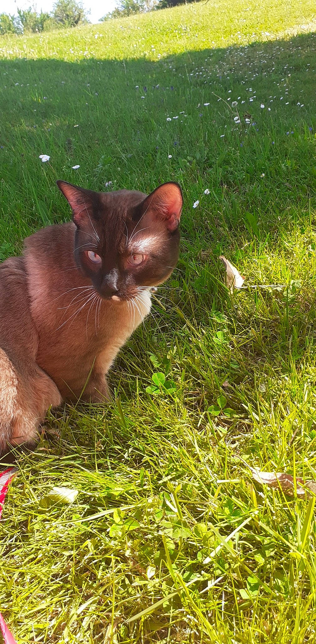 Océan a rejoint le concours — aidez-le/la à gagner de superbes lots ! bombay, carnivore, cat, domestic_short_haired_cat, fawn, felidae, fur, grass, grass_family, grassland, groundcover, liver, pasture, plant, small_to_medium_sized_cats, snout, tail, terrestrial_animal, whiskers, wildlife