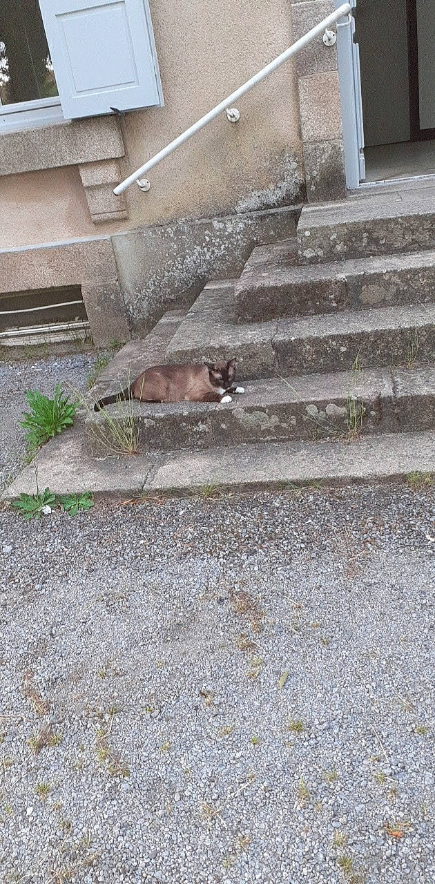 Océan a rejoint le concours — aidez-le/la à gagner de superbes lots ! asphalt, cobblestone, concrete, felidae, flagstone, flooring, grass, groundcover, landscape, plant, road, road_surface, rock, sidewalk, small_to_medium_sized_cats, soil, stairs, tail, terrestrial_animal, wood