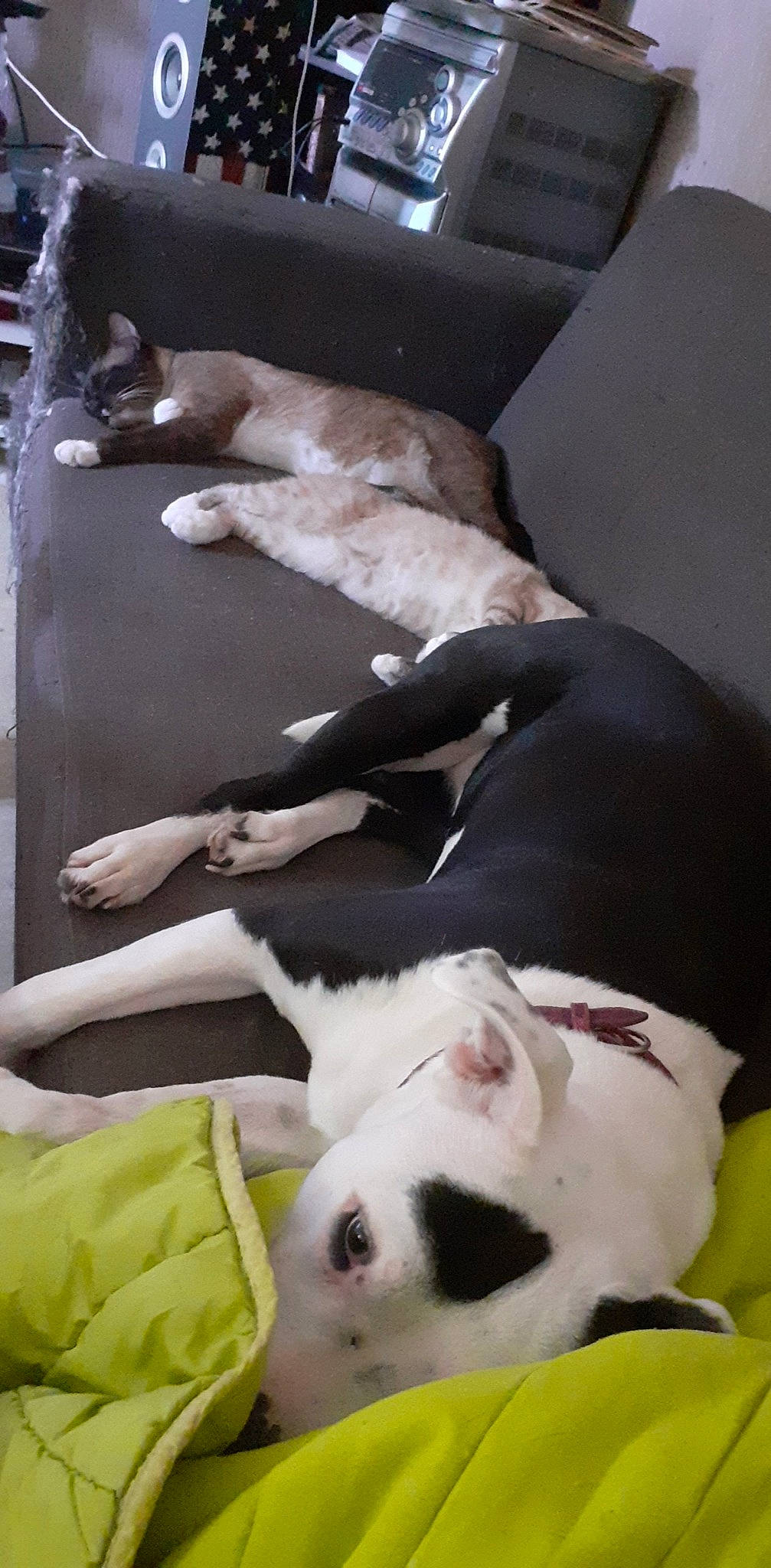 Océan a rejoint le concours — aidez-le/la à gagner de superbes lots ! bull_terrier, canidae, carnivore, comfort, companion_dog, dog, dog_breed, fawn, felidae, fur, linens, mammal, nap, paw, room, small_to_medium_sized_cats, sporting_group, tail, vertebrate, working_animal