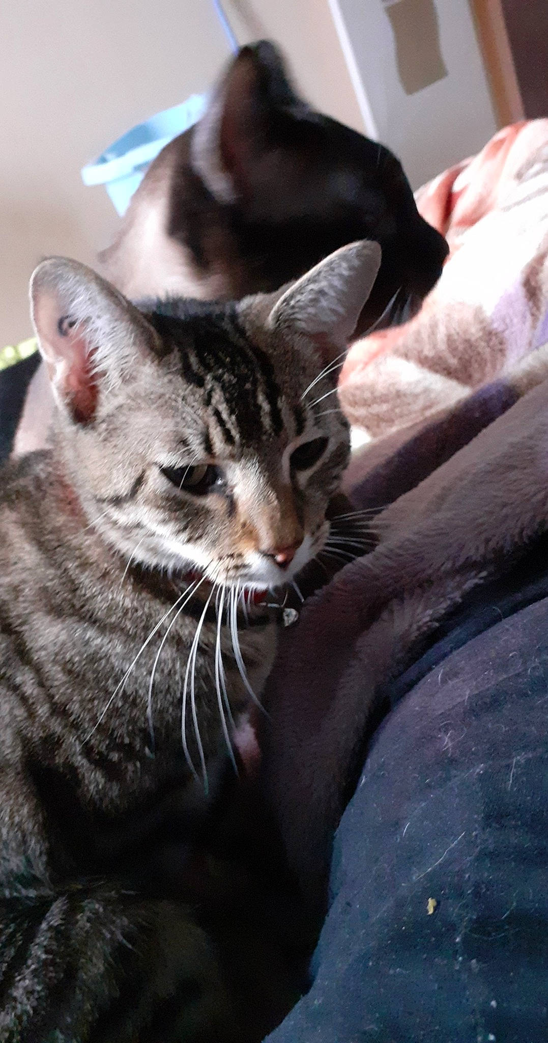 Pikachu participe au concours pour gagner de l'argent avec cette photo : carnivore, cat, claw, comfort, domestic_short_haired_cat, ear, felidae, fur, paw, sitting, small_to_medium_sized_cats, snout, terrestrial_animal, whiskers, wildlife, window