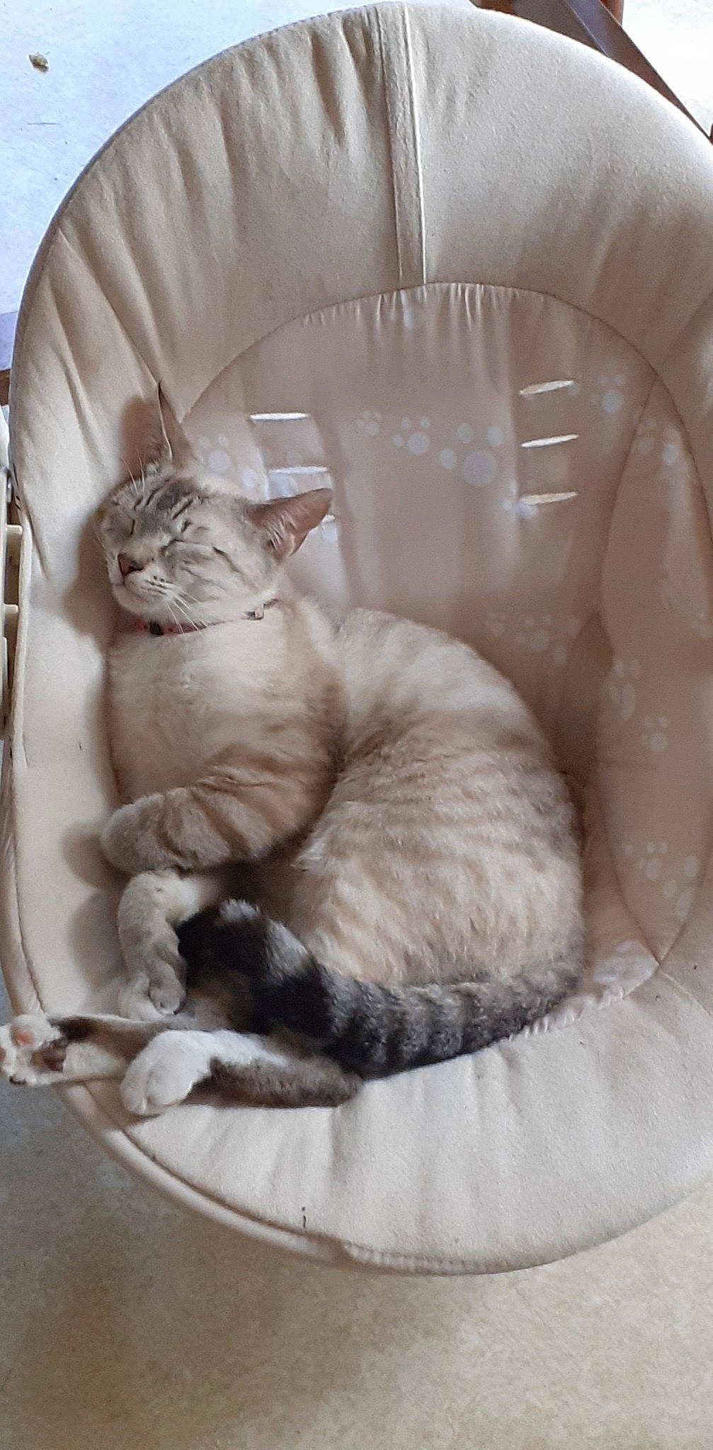 Bébé participe au concours pour gagner de l'argent avec cette photo : bed, carnivore, cat, cat_bed, cat_supply, claw, comfort, domestic_short_haired_cat, fawn, felidae, fur, linens, nap, paw, pet_supply, sleep, small_to_medium_sized_cats, snout, tail, whiskers