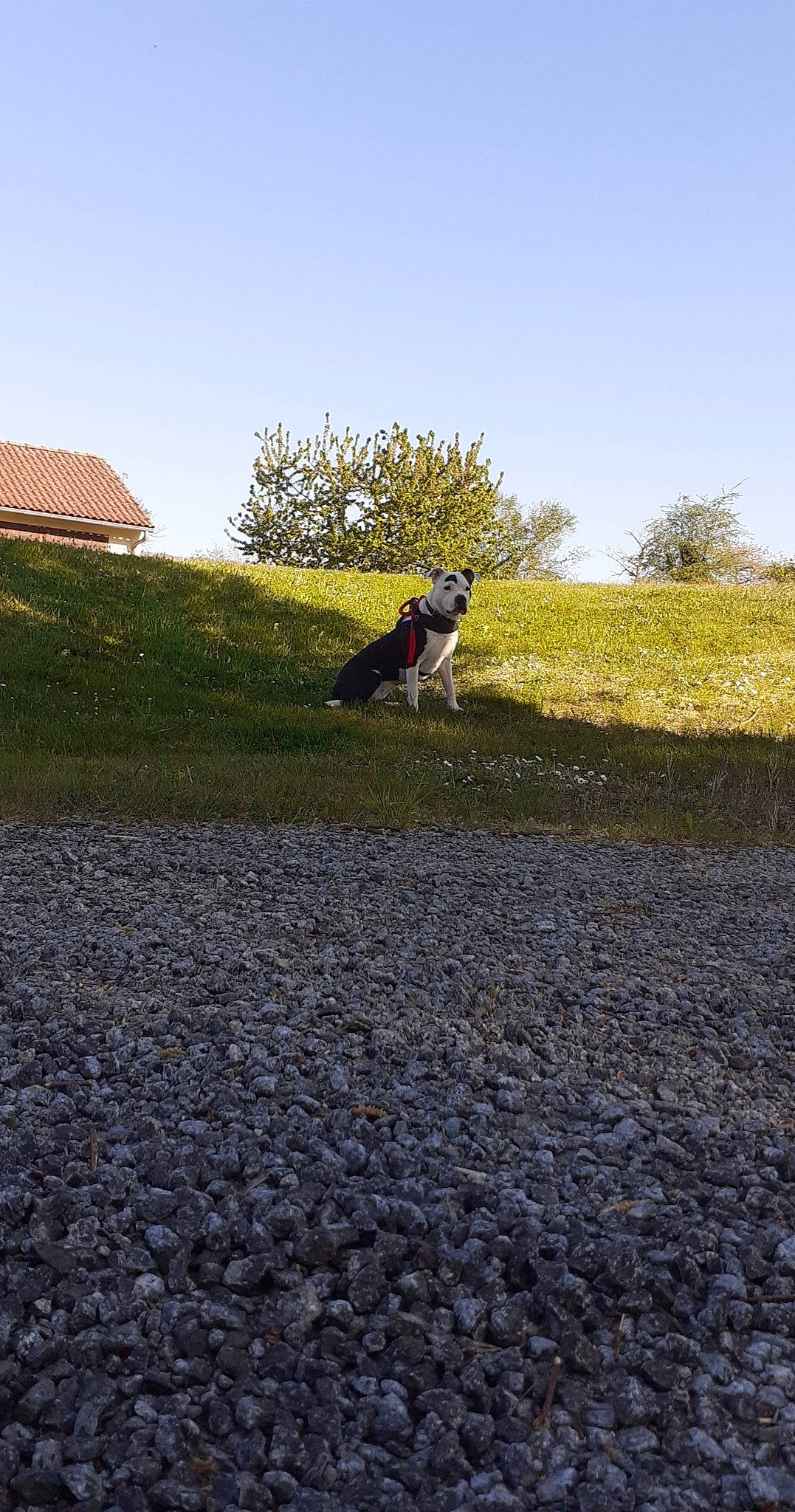 Tina participe au concours pour gagner de l'argent avec cette photo : asphalt, carnivore, dog, dog_breed, fawn, field, grass, grass_family, grassland, horizon, landscape, meadow, plant, road, road_surface, shrub, sky, sporting_group, tints_and_shades, tree