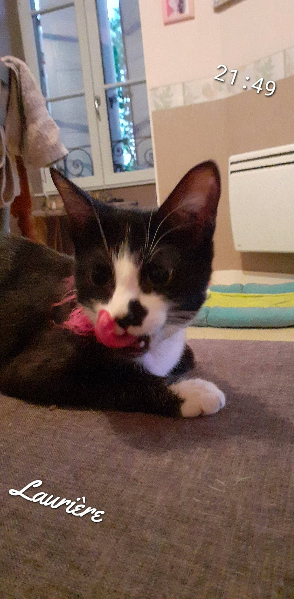 Choupinette Rouanita a rejoint le concours — aidez-le/la à gagner de superbes lots ! carmine, carnivore, cat, claw, domestic_short_haired_cat, eye, felidae, floor, flooring, foot, fur, head, paw, photo_caption, plant, small_to_medium_sized_cats, snout, tail, whiskers