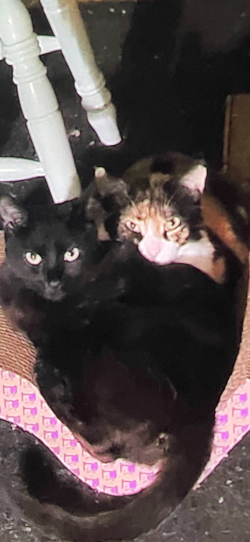 Salem-sassy is registered to the contest to win money with this photo: black_cat, carnivore, cat, cat_supply, comfort, domestic_short_haired_cat, event, felidae, fur, gesture, pet_supply, photo_caption, small_to_medium_sized_cats, snout, tail, whiskers