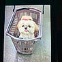 dog, small_dog, shopping_basket, floor, indoor, cute, pet, fluffy, tongue_out, plastic_basket, animal, brown_and_white, pet_accessory, bow, looking_up, companion, domestic_animal, canine, toy_breed, snapshot