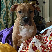 River joined the competition — help win amazing prizes! puppy, dog, indoor, bed, blanket, curtains, fabric, pattern, brown, white, cute, pet, animal, home, furniture, cozy, face, ears, eyes, snout