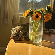 Sushi joined the competition — help win amazing prizes! cat, tabby_cat, sleeping, sunlight, table, wooden_table, vase, sunflowers, flowers, glass_vase, indoor, window, curtains, peaceful, relaxing, daylight, home, pet, floral, nature