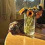 cat, tabby_cat, sleeping, sunlight, table, wooden_table, vase, sunflowers, flowers, glass_vase, indoor, window, curtains, peaceful, relaxing, daylight, home, pet, floral, nature