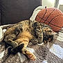 Sushi joined the competition — help win amazing prizes! cat, tabby, sleeping, paw, blanket, plush, couch, indoor, cozy, furniture, pet, fur, relaxing, animal, soft, pattern, pillow, basketball, cute, resting