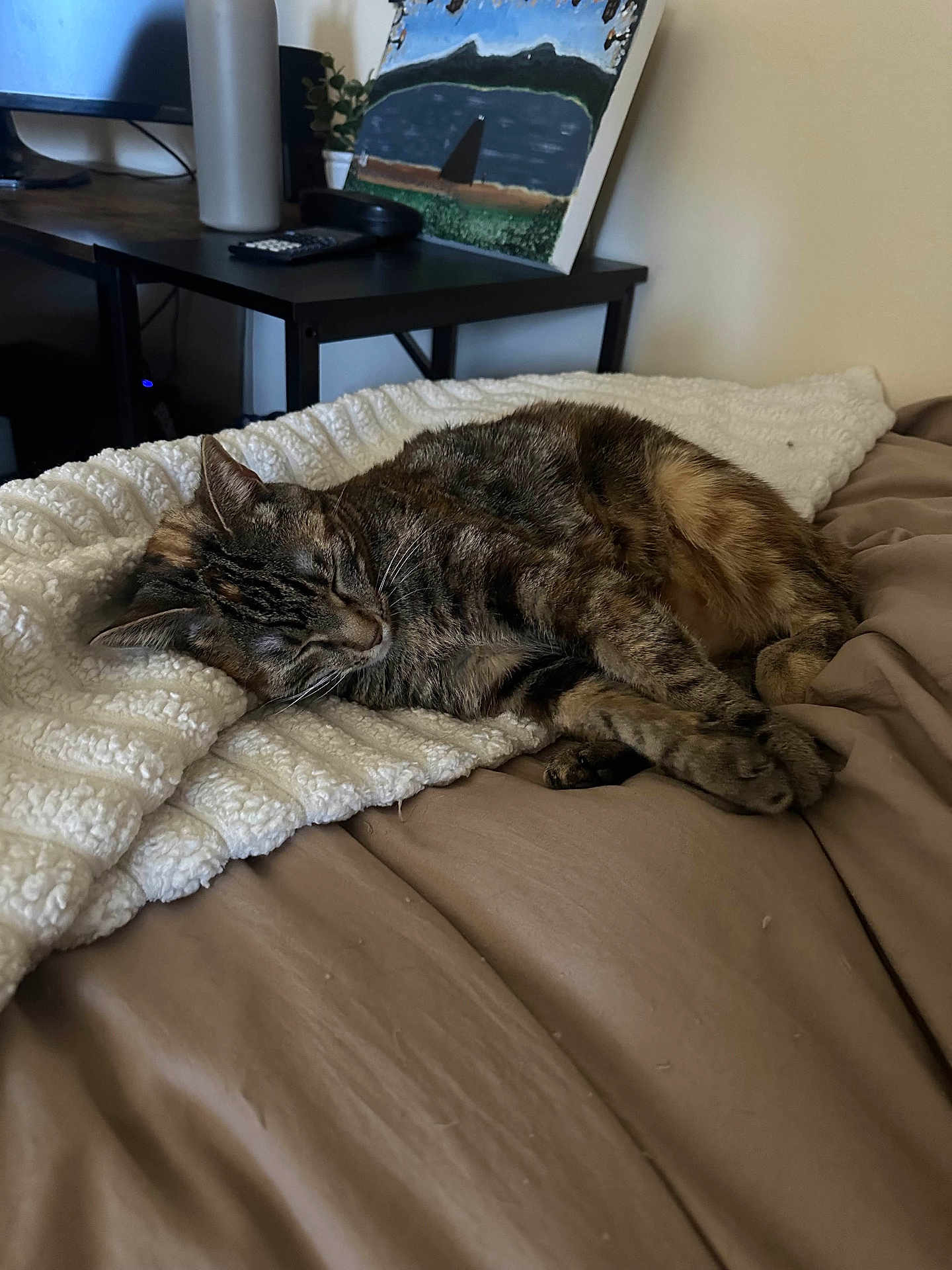 Sushi joined the competition — help win amazing prizes! cat, tabby_cat, sleeping, blanket, bed, indoor, furniture, painting, desk, television, remote_control, plant, knitted_blanket, cozy, resting, pet, fur, whiskers, ears, paws