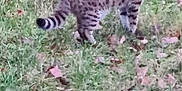 Lumiere participe au concours pour gagner de l'argent avec cette photo : alert, animal, brown, cat, daylight, feline, fur, grass, green, ground, leaves, mammal, nature, outdoor, pattern, spotted, standing, striped, tail, wildlife