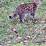 alert, animal, brown, cat, daylight, feline, fur, grass, green, ground, leaves, mammal, nature, outdoor, pattern, spotted, standing, striped, tail, wildlife