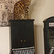 Lumiere a rejoint le concours — aidez-le/la à gagner de superbes lots ! bag, brown_cat, cabinet, cat, clock, cloth, decor, furniture, household_items, indoor, knobs, poster, shadow, sitting, spotted_cat, striped_bag, telephone_cabinet, vintage, wall, wooden_dresser