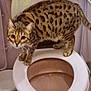 Lumiere participe au concours pour gagner de l'argent avec cette photo : animal, bathroom, bathroom_fixture, cat, curious, domestic_animal, feline, floor, household, indoor, looking, pet, plastic, plumbing, spotted_cat, toilet, toilet_lid, toilet_seat, white, wide_eyes