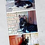 animal, art, brick, canine, cat, collage, couch, dog, door, furniture, germanshepherd, hardwood, homedecor, husky, indoors, interiordesign, manx, pet, rug, wood