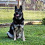 Storm joined the competition — help win amazing prizes! animal, canine, daytime, dog, domestic_animal, fence, german_shepherd, grass, greenery, happy, mammal, nature, outdoor, pet, sitting, summer, sunlight, tongue_out, watchful, yard