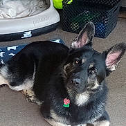Storm is registered to the contest to win money with this photo: animal, black_and_tan, blanket, carpet, collar_tag, cute, dog, ears_up, floor, german_shepherd, home, indoor, looking_up, pet, pet_bed, puppy, resting, tennis_ball, toy_crate, young_dog