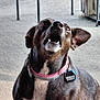 Coco joined the competition — help win amazing prizes! dog, pet, canine, collar, tag, brown_coat, outdoor, concrete_floor, metal_railings, mouth_open, looking_up, ears_up, alert, animal, domestic_animal, close_up, portrait, daylight, fence, sidewalk
