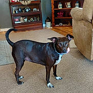 Coco joined the competition — help win amazing prizes! dog, black_dog, white_paws, carpet, living_room, furniture, shelf, decorations, wood_floor, couch, curious, pet, collar, indoor, animal, canine, ears_up, alert, standing, home